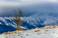 Winter mountain shrub with Piatra Craiului mountain in background Royalty Free Stock Photo