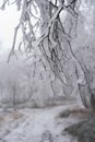 Winter In mountain sneznik ceskosaske svycarsko Royalty Free Stock Photo