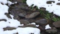 Winter. Mountain snow-covered stream, creek, river. Flowing water. Snowdrift