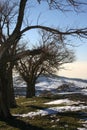 Winter Mountain Trees