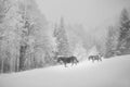 Winter in mountain, wild horses walking in snow storm. Royalty Free Stock Photo