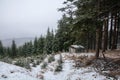 A view of a forest with a military cocnrete bunker. Orlicke hory, Czech republic Royalty Free Stock Photo