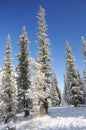 Winter with mountains and firtrees in snow Royalty Free Stock Photo