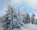 Winter mountains and snow covered fir trees on blue sky nature background Royalty Free Stock Photo