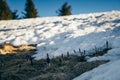 Winter mountains snow, thaw flowers, coniferous forest, spring