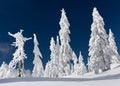 Winter on Mt Seymour Royalty Free Stock Photo