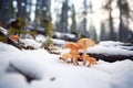 winter mushrooms peeking through a snowy forest floor