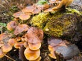 Winter mushrooms on a tree, November landscape, Russia Royalty Free Stock Photo