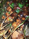 Winter mushrooms on a tree, November landscape, Russia Royalty Free Stock Photo