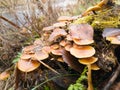 Winter mushrooms on a tree, November landscape, Russia Royalty Free Stock Photo