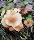 Winter mushrooms on a tree, November landscape, Russia Royalty Free Stock Photo