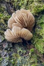 Winter mushrooms on trunk of pear in garden