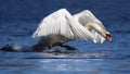 Winter Mute Swan in Threat Posture a Blue Lake
