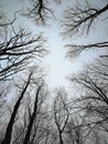 Winter naked trees with grey sky