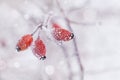 Winter natural background from red berry covered with hoarfrost or rime. Cold morning scene of nature Royalty Free Stock Photo