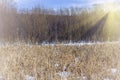 Winter Natural Landscape. Bare Trees And Twigs Against Blue Sky On Sunset. Wasteland, Snow-covered River With Dry Reeds Surrounded