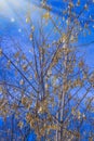 Winter Natural Landscape. Bare Trees And Twigs Maple Seeds Against Blue Sky In Sunlight