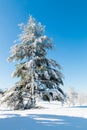 Winter natural landscape, big christmas tree after snowfall. Royalty Free Stock Photo