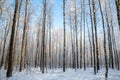 winter natural landscape of birch trees covered with white frost against the blue sky in the Park or forest Royalty Free Stock Photo