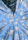 Winter natural landscape view from below on the crowns and tops of birch trees covered with white frost against the blue sky Royalty Free Stock Photo