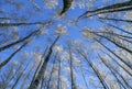 Winter natural landscape view from below on the crowns and tops of birch trees covered with white frost against the blue sky in Royalty Free Stock Photo