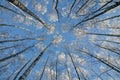 Winter natural landscape view from below on the crowns and tops of birch trees covered with white frost against the blue sky in Royalty Free Stock Photo