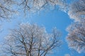 winter natural landscape view from below on crowns and tops of birch trees covered with white frost against the blue sky Royalty Free Stock Photo