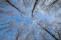 winter natural landscape view from below on crowns and tops of birch trees covered with white frost against the blue sky Royalty Free Stock Photo