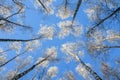 winter natural landscape view from below on the crowns and tops of birch trees covered with white frost and snow against Royalty Free Stock Photo