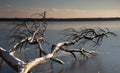 Winter scenery at the MÃÂ¼ggelsee in Berlin, Germany. Frozen lake, snow and bare tree Royalty Free Stock Photo