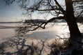 Winter scenery at the Tegelsee in Berlin, Germany. Frozen lake, snow and bare tree Royalty Free Stock Photo