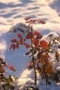 Winter nature background. Christmas holiday backdrop, Frozen tree branch Royalty Free Stock Photo