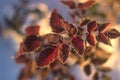 Winter nature background. Christmas holiday backdrop, Frozen tree branch Royalty Free Stock Photo