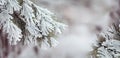 Winter nature background. Winter frosen brunch. Banner.