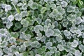 Green leaves covered with white hoar frost and ice crystal formation Royalty Free Stock Photo