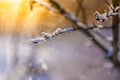 Winter nature background. Soft sunlight and cold ice details and white snow. Perfect winter background Royalty Free Stock Photo