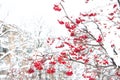 Winter nature concept. Frozen food. Seasonal berries. Christmas rowan berry branch. Hawthorn berries bunch. Rowanberry Royalty Free Stock Photo