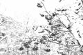 Winter nature concept. Frozen food. Seasonal berries. Christmas rowan berry branch. Hawthorn berries bunch. Rowanberry Royalty Free Stock Photo