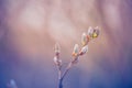 Winter nature background. Soft sunlight and cold ice details and white snow. Perfect winter background