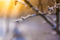 Winter nature background. Soft sunlight and cold ice details and white snow. Perfect winter background Royalty Free Stock Photo