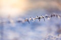 Winter nature background. Soft sunlight and cold ice details and white snow. Perfect winter background Royalty Free Stock Photo