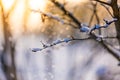 Winter nature background. Soft sunlight and cold ice details and white snow. Perfect winter background Royalty Free Stock Photo