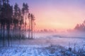 Winter nature at dawn. Misty snowy forest in morning sunrise