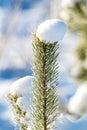 winter nature detail pine needles with snow caps