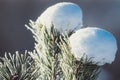 winter nature detail pine needles with snow caps