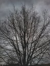 Lonley tree