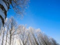 Birch branches in frost against the sky. Royalty Free Stock Photo