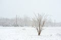 Frozen lonely trees in the park or forest with snow and ice on the cold misty winter day