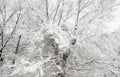 Frozen trees in the park or forest with snow and ice hoarfrost on the cold misty winter day in nature sundown Royalty Free Stock Photo