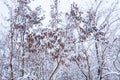 Frozen trees in the park or forest with snow and ice hoarfrost on the cold misty winter day in nature sundown Royalty Free Stock Photo